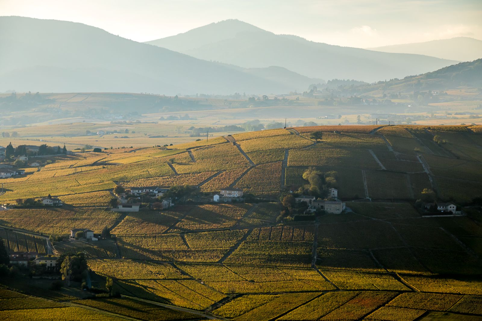 Côte du Py’s dark diorite outcrop above Morgon vines, producing dense, long-lived wines”  Régnié